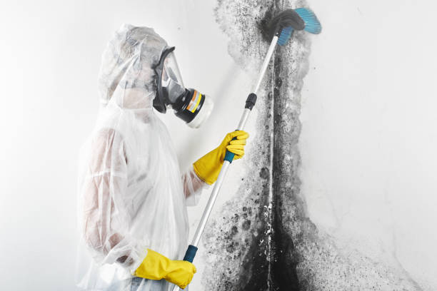 Best Black Mold Removal  in Yorkville, NY