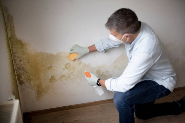 Yorkville, NY Mold Removal Company