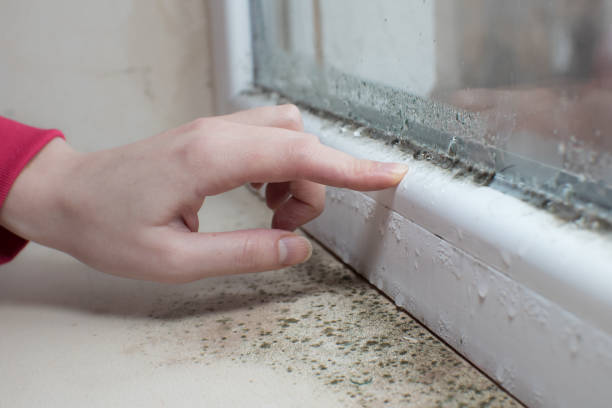 Best Mold Prevention Services  in Yorkville, NY