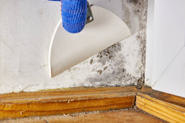 Environmental Consulting for Mold Prevention in Yorkville, NY