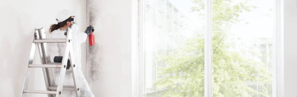Best Mold Odor Removal Services  in Yorkville, NY